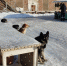 собаки - Каменские новости
