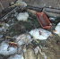 собаки задрали птицу - Каменские новости